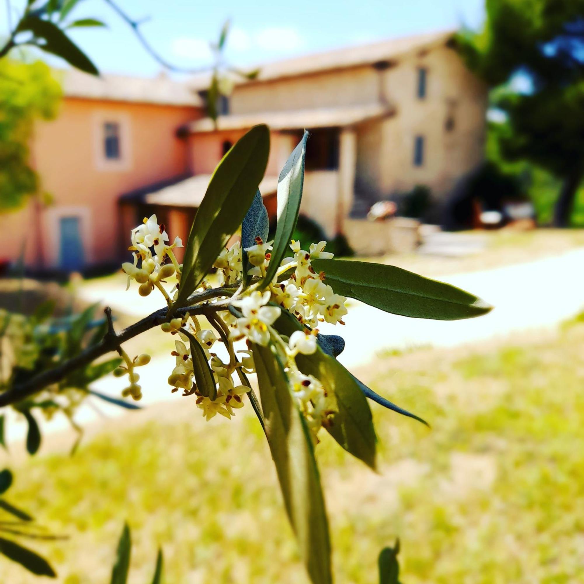 Tenuta San Felice Giano dell'Umbria Exterior photo